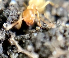 Lasius brevicornis