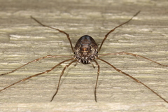 Platybunus pinetorum