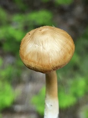Psathyrella praetenuis