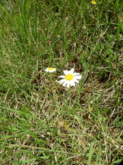 Leucanthemum burnatii