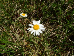 Leucanthemum burnatii