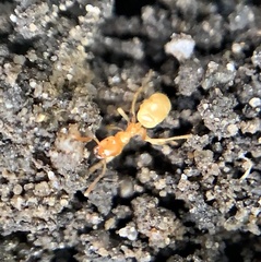 Lasius brevicornis