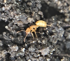 Lasius brevicornis