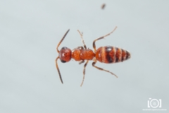 Myrmosa unicolor