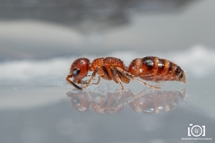 Myrmosa unicolor