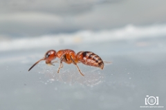 Myrmosa unicolor