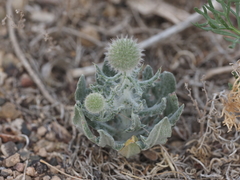 Echinops nanus