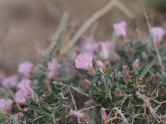 Convolvulus fruticosus