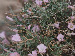 Convolvulus fruticosus
