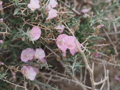 Convolvulus fruticosus