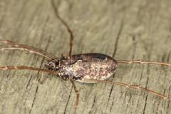 Platybunus pinetorum