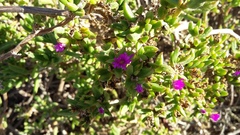 Delosperma versicolor