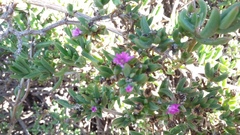 Delosperma versicolor