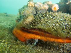 Crassadoma