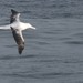 Great Albatrosses - Photo (c) Simon Willison, some rights reserved (CC BY-NC)