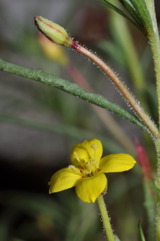 Camissonia lacustris