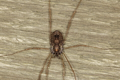 Platybunus pinetorum