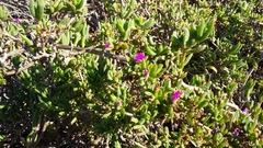 Delosperma versicolor