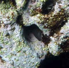 Ophioblennius steindachneri