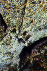 Ophioblennius steindachneri