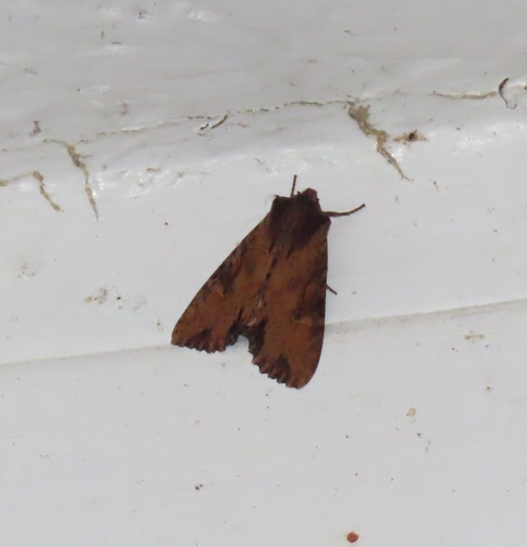Airy Apamea Moth photo 4