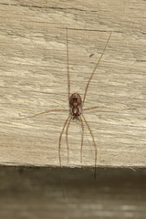 Platybunus pinetorum