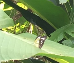 Appias lyncida vasava