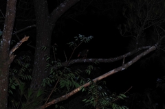 Gallirallus okinawae