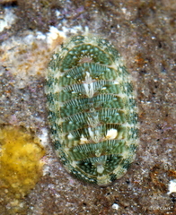 Rhyssoplax linsleyi