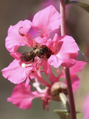 Halictus farinosus