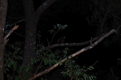 Gallirallus okinawae