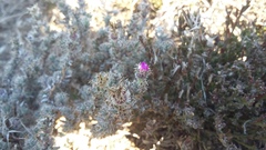 Trichodiadema intonsum