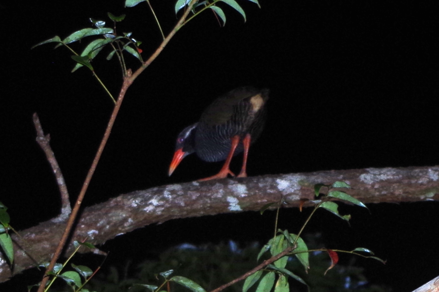 Okinawa Rail (Gallirallus okinawae)