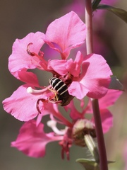 Halictus farinosus