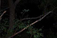 Gallirallus okinawae