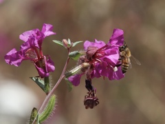 Apis mellifera