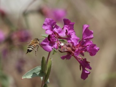 Apis mellifera