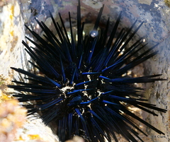 Echinothrix diadema