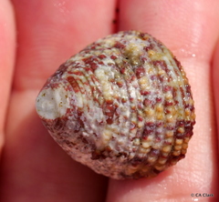 Trochus intextus