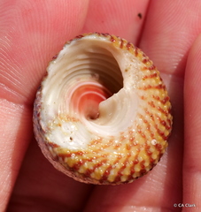 Trochus intextus