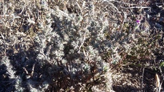 Trichodiadema intonsum