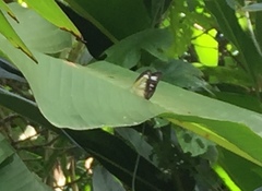 Appias lyncida vasava