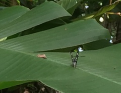 Appias lyncida vasava