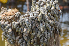 Cerithidea decollata