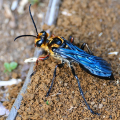 Sphex nitidiventris