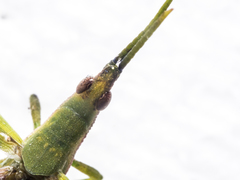 Atractomorpha crenulata