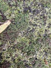 Azolla microphylla