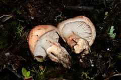 Tricholoma eucalypticum