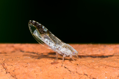 Leuronota maculata