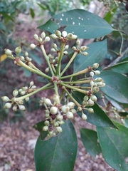 Ardisia sieboldii